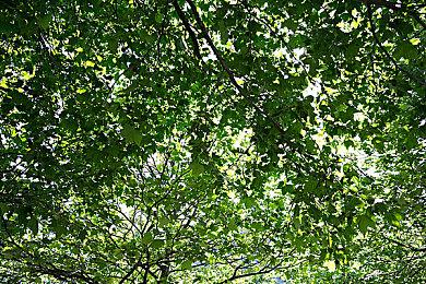 《空之轨迹 the 1st》角色介绍视频：约书亚·布莱特