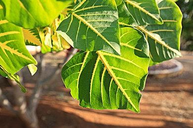 《８幡入口》Steam页面上线 类8番出口惊悚解谜